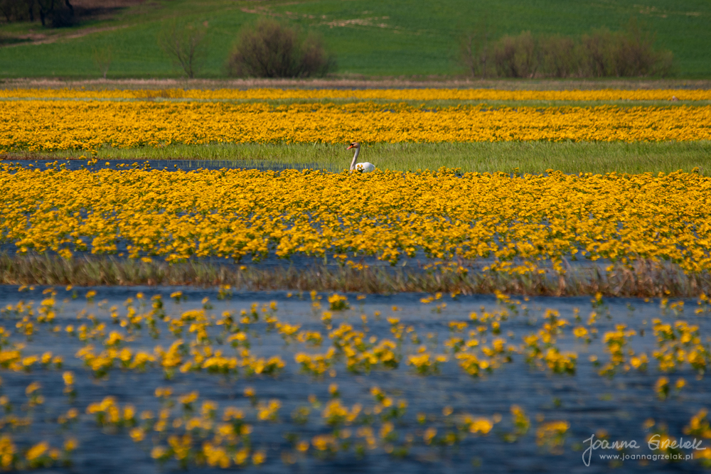 074_Biebrza - kwiecien 2011.jpg